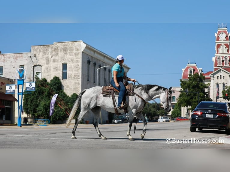 American Quarter Horse Castrone 12 Anni 152 cm Grigio in Weatherford TX