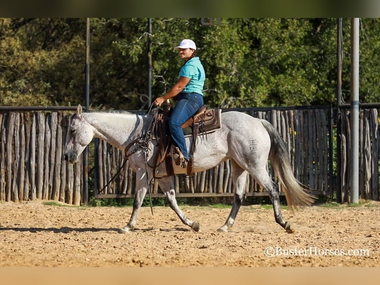 American Quarter Horse Castrone 12 Anni 152 cm Grigio in Weatherford TX