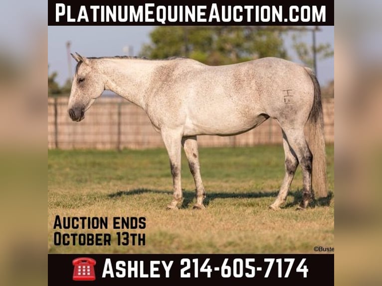 American Quarter Horse Castrone 12 Anni 152 cm Grigio in Weatherford TX