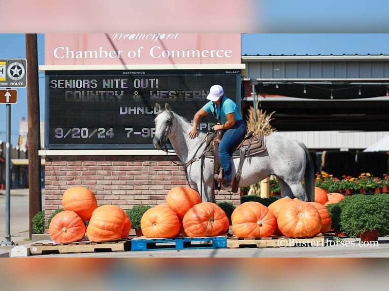 American Quarter Horse Castrone 12 Anni 152 cm Grigio in Weatherford TX