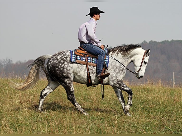 American Quarter Horse Castrone 12 Anni 152 cm Grigio pezzato in Brodhead Ky