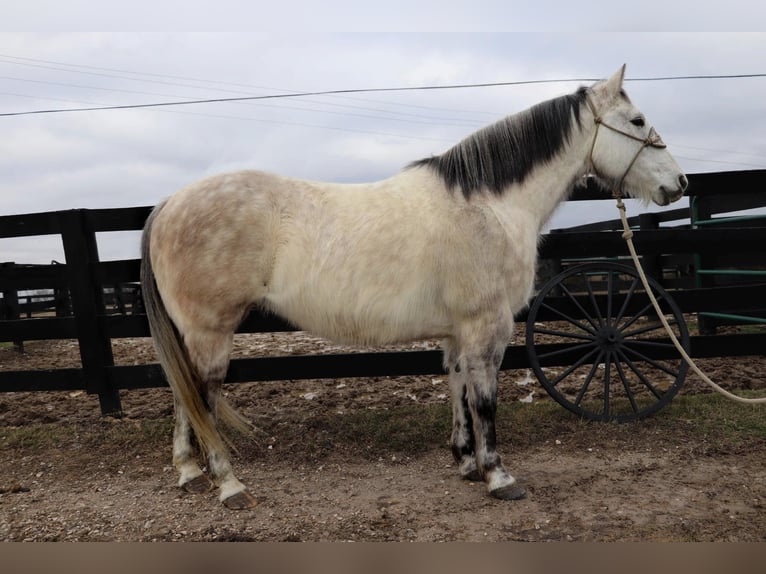 American Quarter Horse Castrone 12 Anni 152 cm Grigio pezzato in Hillsboro KY