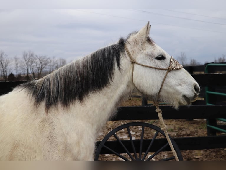 American Quarter Horse Castrone 12 Anni 152 cm Grigio pezzato in Hillsboro KY