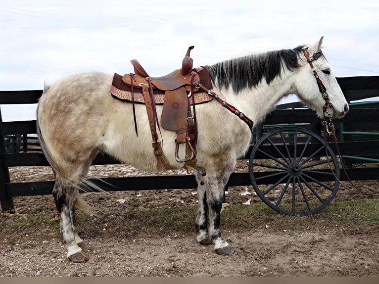 American Quarter Horse Castrone 12 Anni 152 cm Grigio pezzato in Hillsboro KY