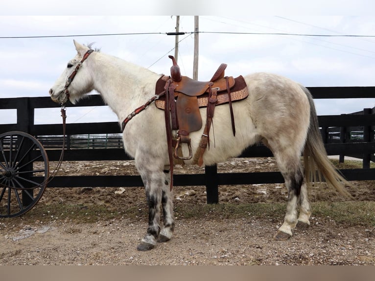 American Quarter Horse Castrone 12 Anni 152 cm Grigio pezzato in Hillsboro KY