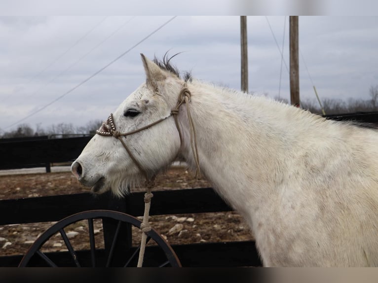 American Quarter Horse Castrone 12 Anni 152 cm Grigio pezzato in Hillsboro KY