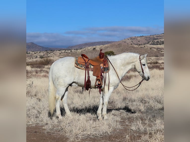 American Quarter Horse Castrone 12 Anni 152 cm Grigio in Camp Verde, AZ