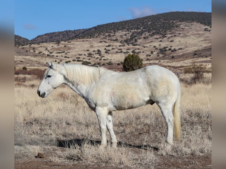 American Quarter Horse Castrone 12 Anni 152 cm Grigio in Camp Verde, AZ