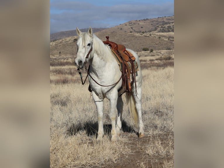 American Quarter Horse Castrone 12 Anni 152 cm Grigio in Camp Verde, AZ