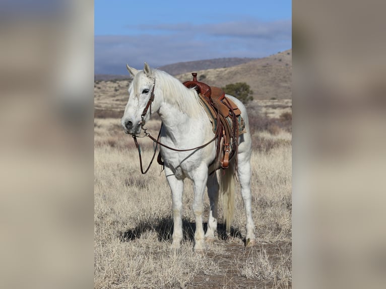 American Quarter Horse Castrone 12 Anni 152 cm Grigio in Camp Verde, AZ