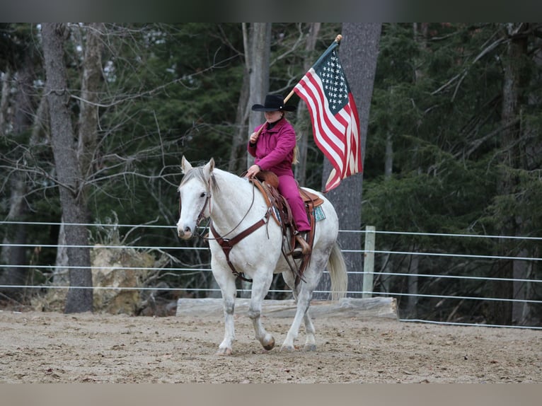 American Quarter Horse Castrone 12 Anni 152 cm Grigio in Clarion
