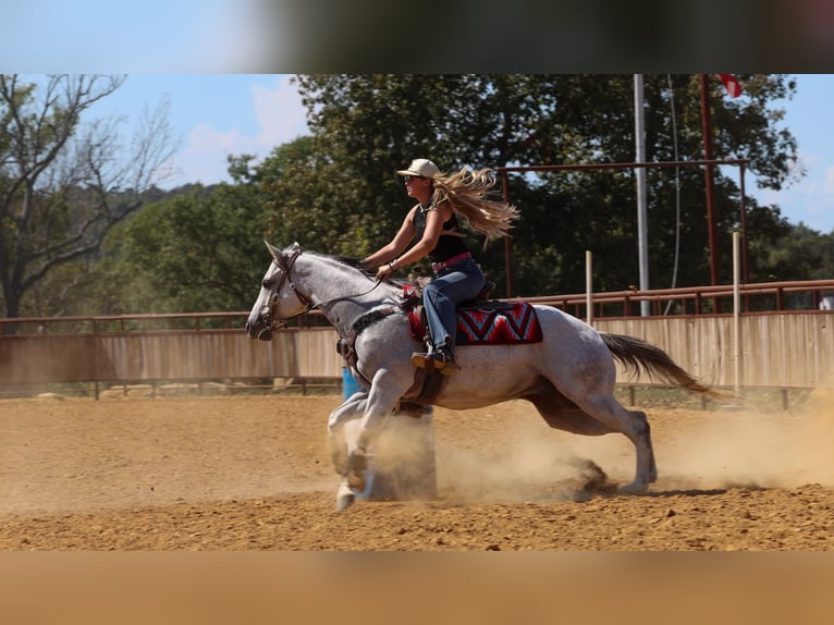 American Quarter Horse Castrone 12 Anni 152 cm Grigio in Quitman