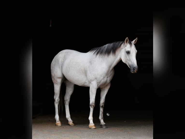 American Quarter Horse Castrone 12 Anni 152 cm Grigio in Quitman