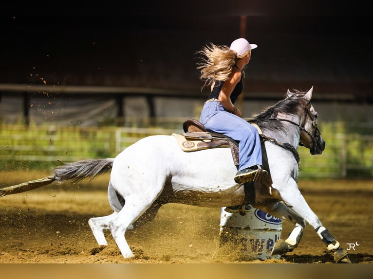 American Quarter Horse Castrone 12 Anni 152 cm Grigio in Quitman