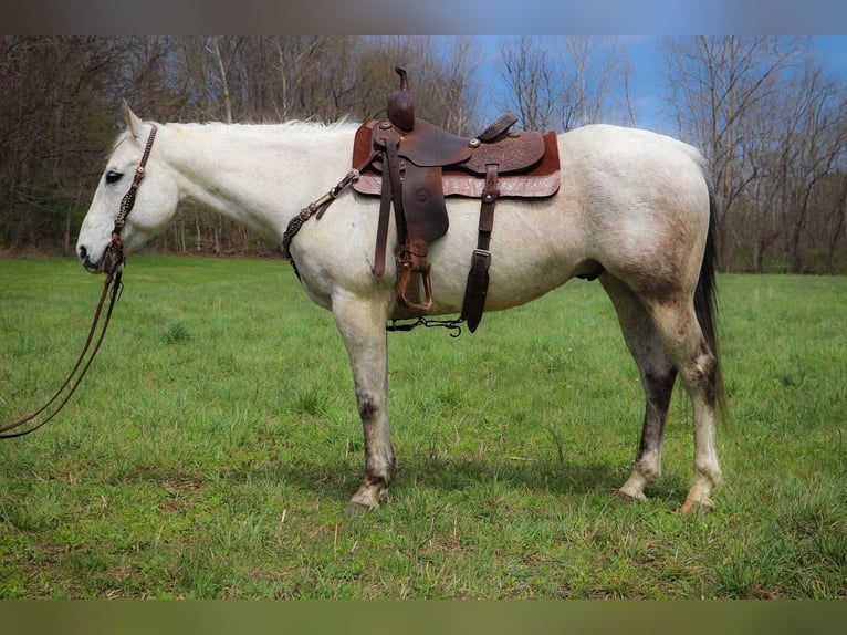 American Quarter Horse Castrone 12 Anni 152 cm Grigio in Hillsboro KY