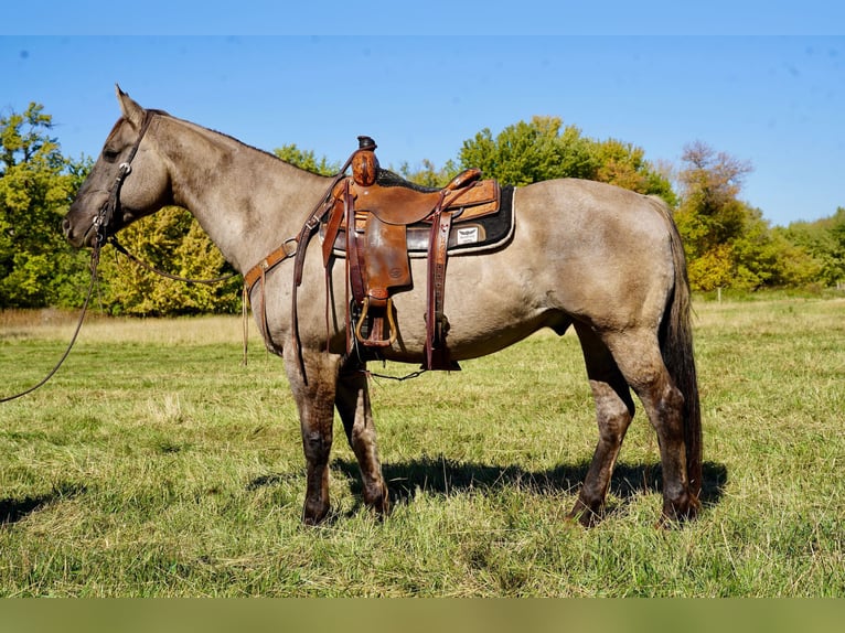 American Quarter Horse Castrone 12 Anni 152 cm Grullo in Valley Springs, SD