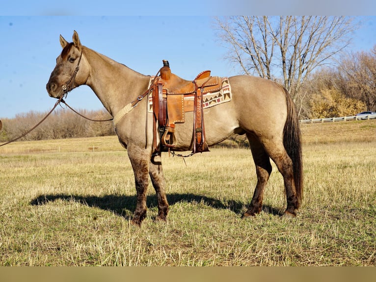 American Quarter Horse Castrone 12 Anni 152 cm Grullo in Valley Springs, SD