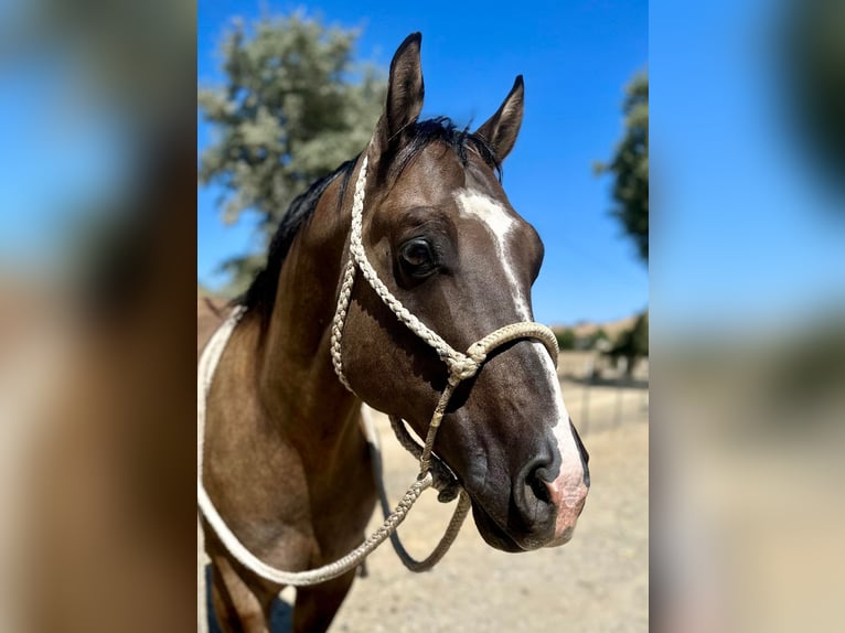 American Quarter Horse Castrone 12 Anni 152 cm Grullo in Paicines, CA