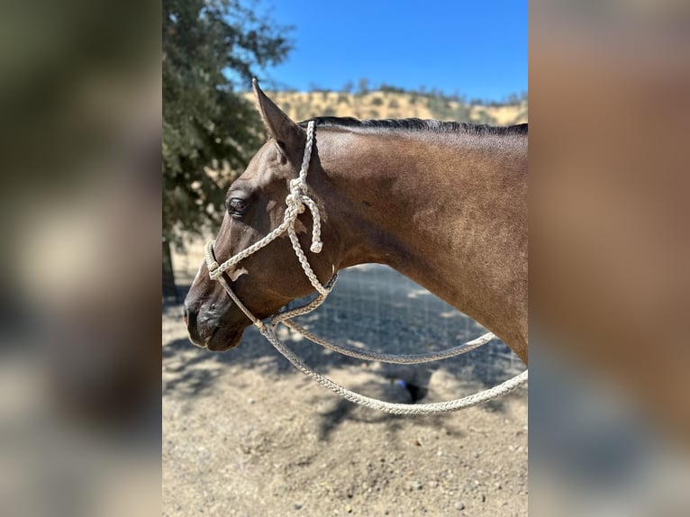 American Quarter Horse Castrone 12 Anni 152 cm Grullo in Paicines, CA