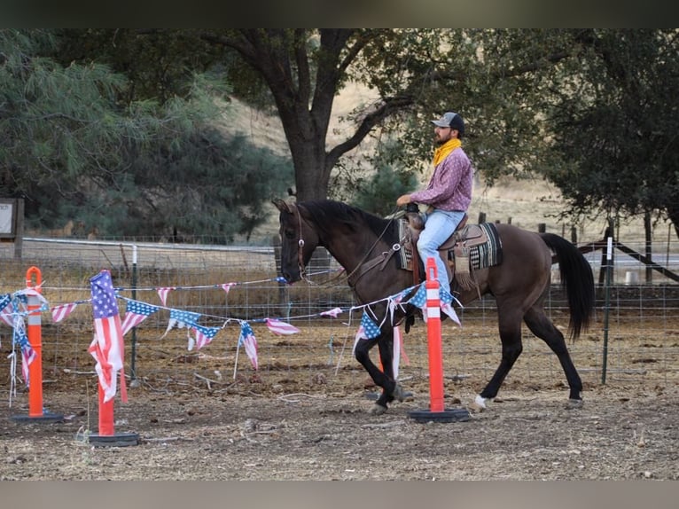 American Quarter Horse Castrone 12 Anni 152 cm Grullo in Paicines CA