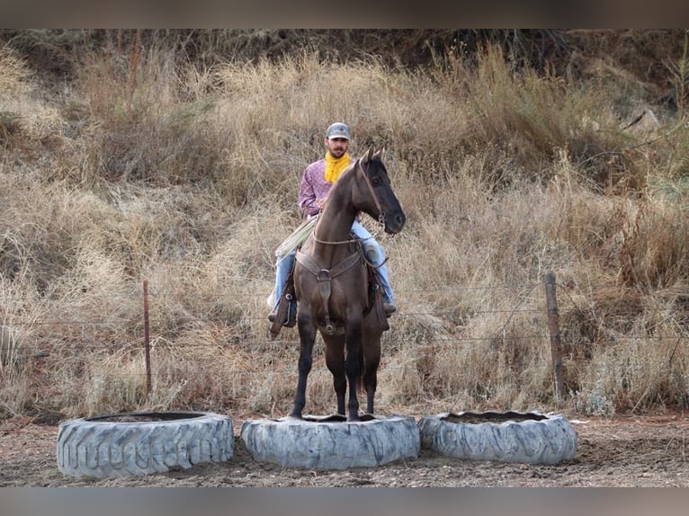 American Quarter Horse Castrone 12 Anni 152 cm Grullo in Paicines CA