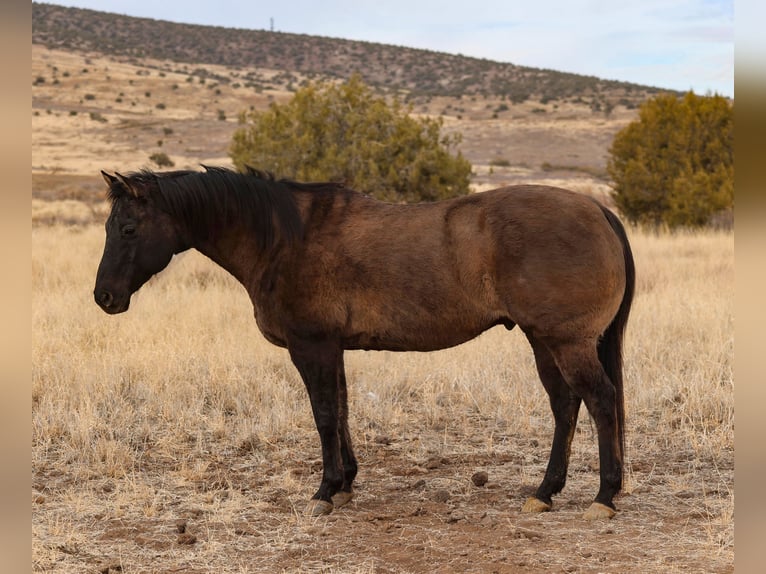 American Quarter Horse Castrone 12 Anni 152 cm Grullo in Camp Verde, AZ