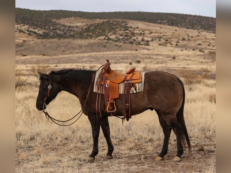 American Quarter Horse Castrone 12 Anni 152 cm Grullo in Camp Verde, AZ