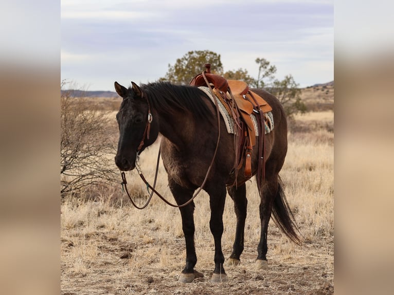 American Quarter Horse Castrone 12 Anni 152 cm Grullo in Camp Verde, AZ