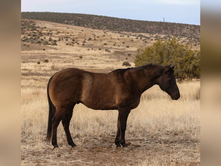 American Quarter Horse Castrone 12 Anni 152 cm Grullo in Camp Verde, AZ