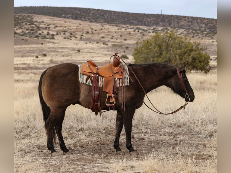 American Quarter Horse Castrone 12 Anni 152 cm Grullo in Camp Verde, AZ