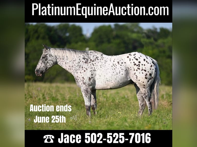 American Quarter Horse Castrone 12 Anni 152 cm Leopard in Waco TX