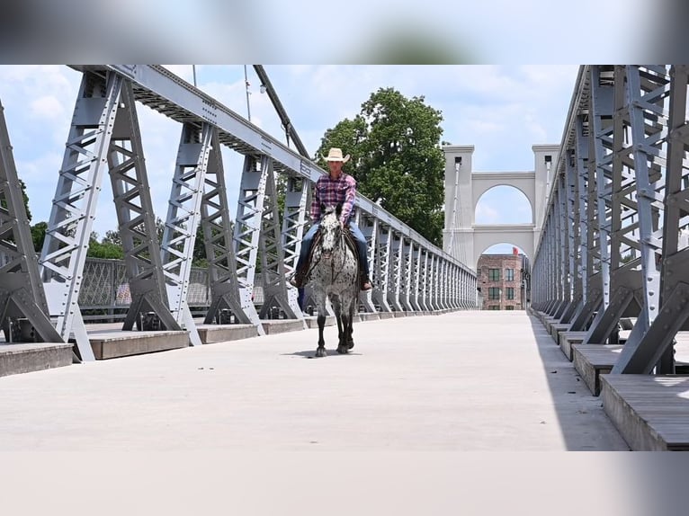 American Quarter Horse Castrone 12 Anni 152 cm Leopard in Waco TX