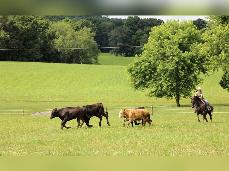 American Quarter Horse Castrone 12 Anni 152 cm Morello in Clarion, PA