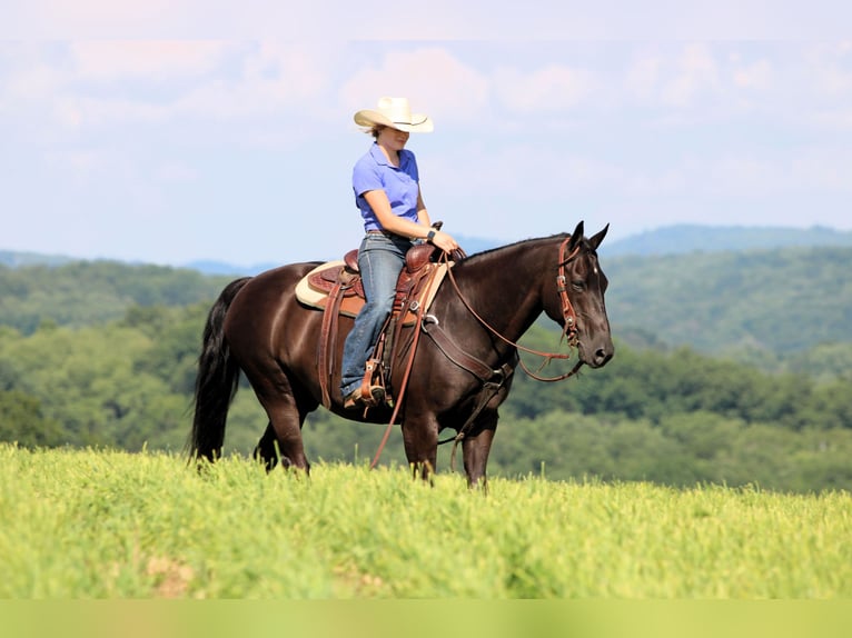 American Quarter Horse Castrone 12 Anni 152 cm Morello in Clarion, PA