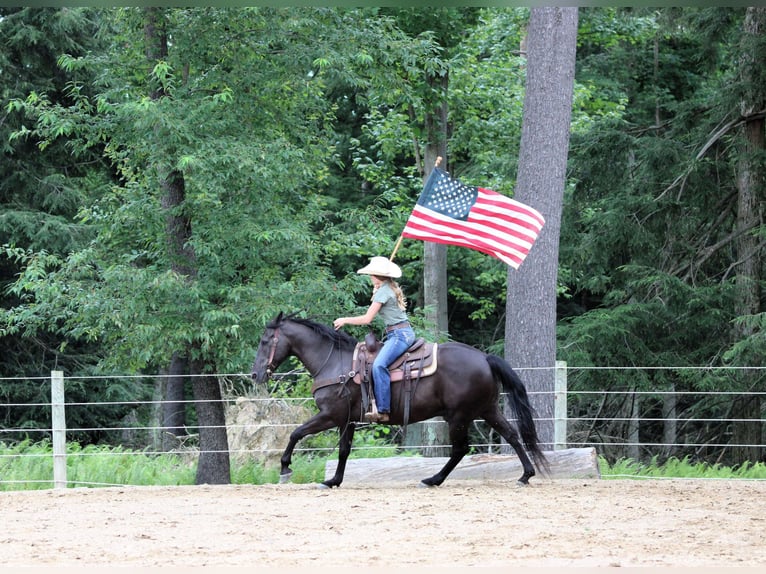 American Quarter Horse Castrone 12 Anni 152 cm Morello in Clarion, PA