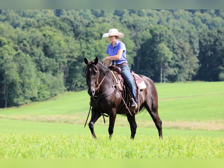 American Quarter Horse Castrone 12 Anni 152 cm Morello in Clarion, PA