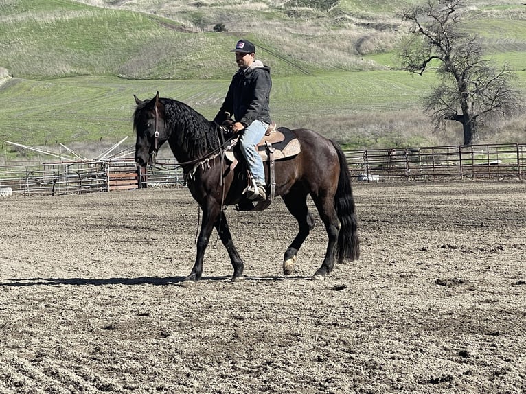 American Quarter Horse Castrone 12 Anni 152 cm Morello in Paicines CA