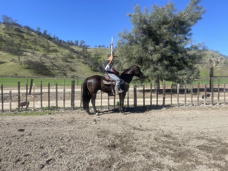 American Quarter Horse Castrone 12 Anni 152 cm Morello in Paicines CA