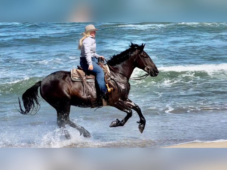 American Quarter Horse Castrone 12 Anni 152 cm Morello in Bitterwater Ca