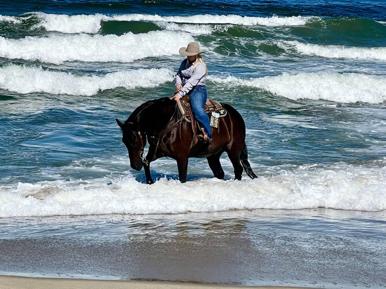 American Quarter Horse Castrone 12 Anni 152 cm Morello in Bitterwater Ca