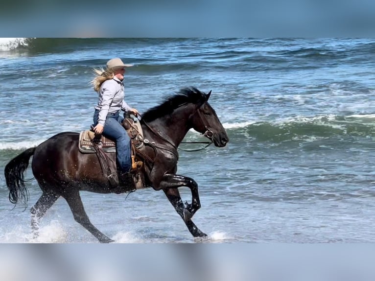 American Quarter Horse Castrone 12 Anni 152 cm Morello in Bitterwater Ca