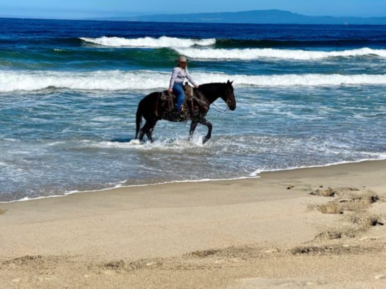 American Quarter Horse Castrone 12 Anni 152 cm Morello in Bitterwater Ca