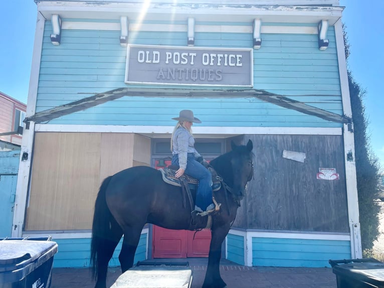 American Quarter Horse Castrone 12 Anni 152 cm Morello in Bitterwater Ca