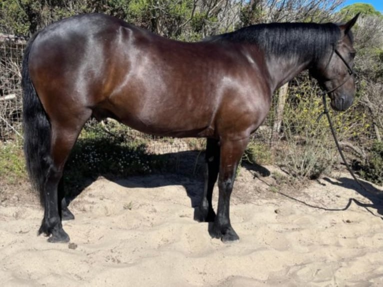 American Quarter Horse Castrone 12 Anni 152 cm Morello in Bitterwater Ca