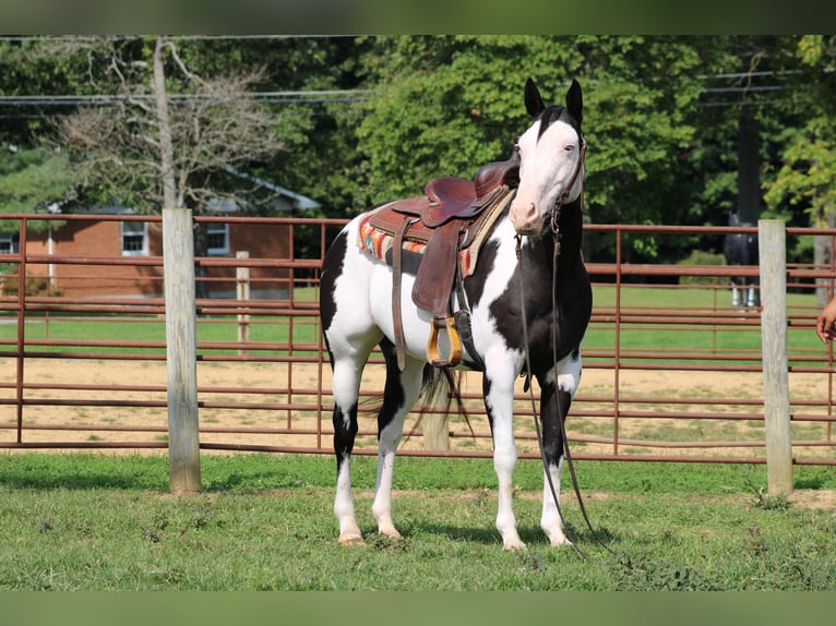 American Quarter Horse Castrone 12 Anni 152 cm Overo-tutti i colori in Sanora KY