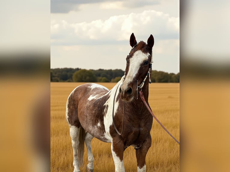 American Quarter Horse Castrone 12 Anni 152 cm Overo-tutti i colori in Fort Collins
