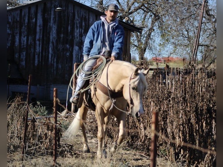 American Quarter Horse Castrone 12 Anni 152 cm Palomino in Paicines CA