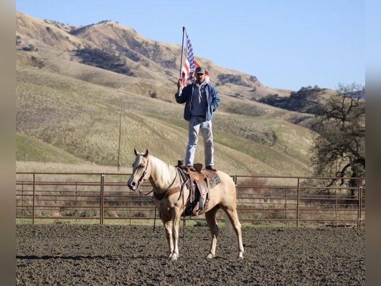 American Quarter Horse Castrone 12 Anni 152 cm Palomino in Paicines CA