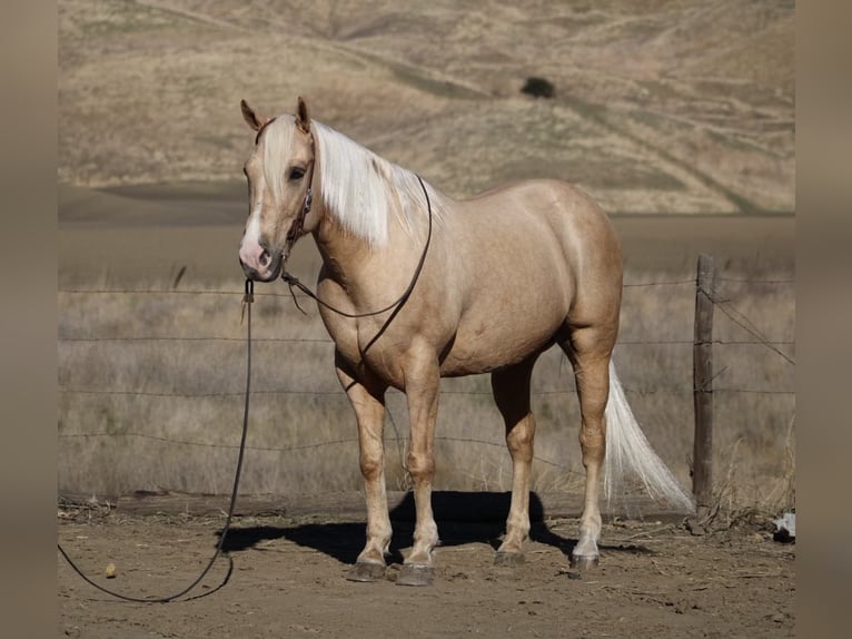 American Quarter Horse Castrone 12 Anni 152 cm Palomino in Paicines CA