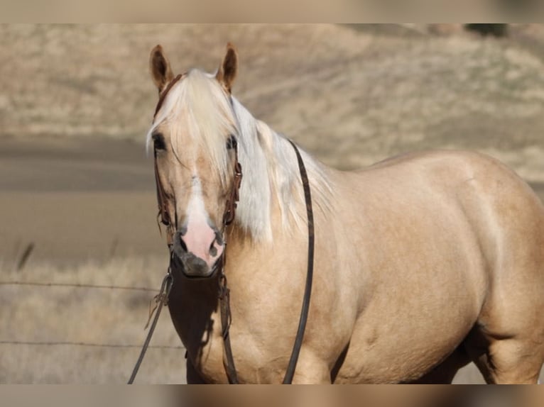 American Quarter Horse Castrone 12 Anni 152 cm Palomino in Paicines CA